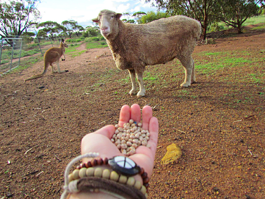 Sheepie and Matilda