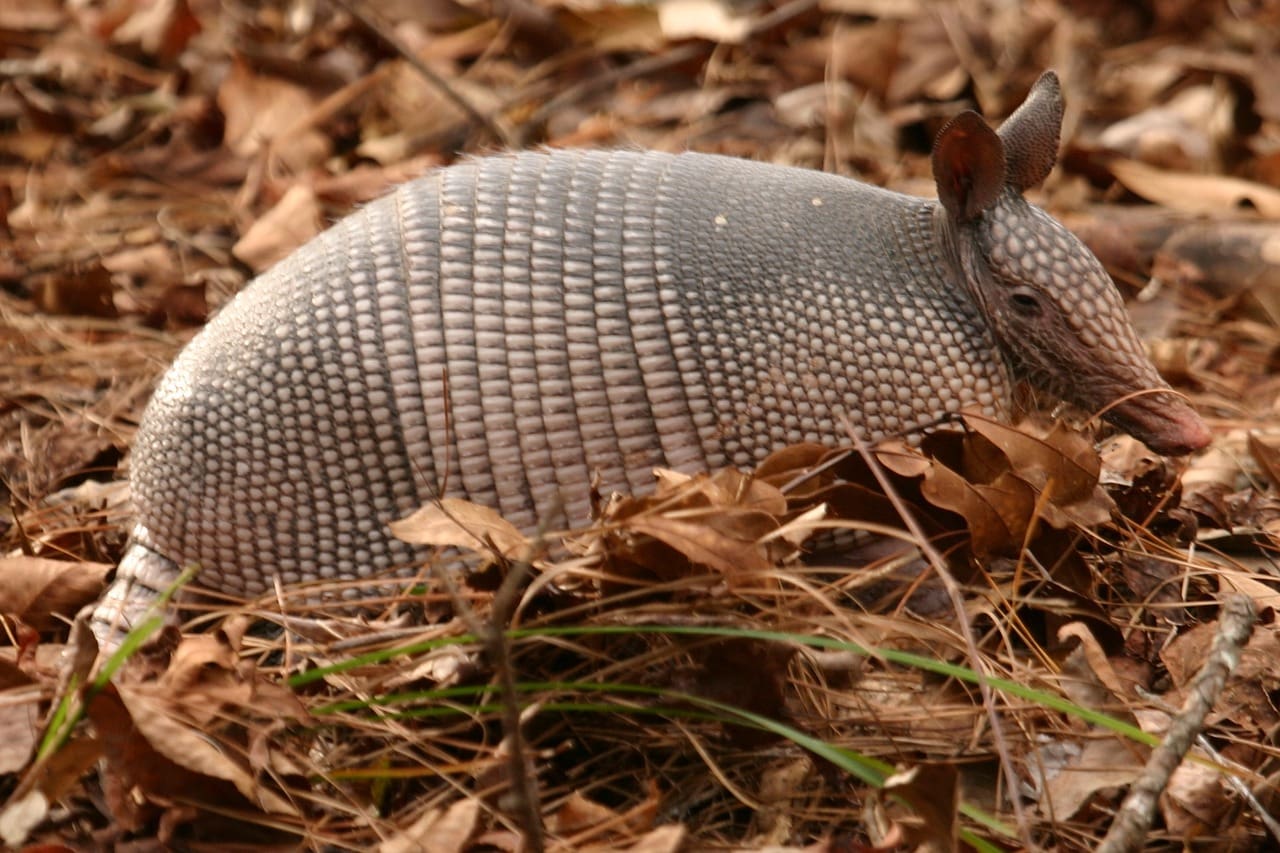 Armadillos and the ecology of me